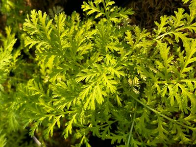 Tanacetum vulgare 'Isla Gold' - Painted Daisy from Pleasant Run Nursery