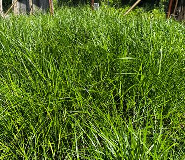 Carex muskingumensis - Palm Sedge from Pleasant Run Nursery