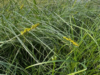 Carex vulpinoidea 