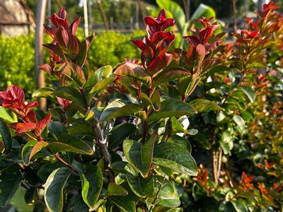 Lagerstroemia 'Purple Magic' - Crapmyrtle from Pleasant Run Nursery