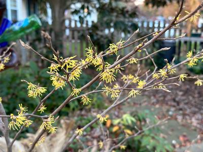 Hamamelis virginiana 'Little Prospect' - Witchhazel from Pleasant Run Nursery