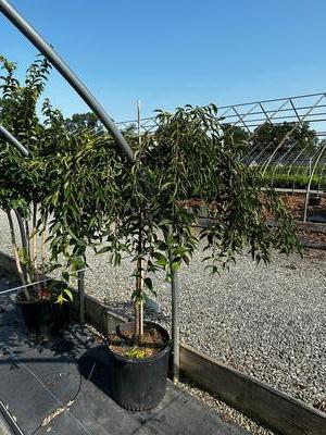 Prunus x 'Pink Cascade' - Weeping Cherry from Pleasant Run Nursery