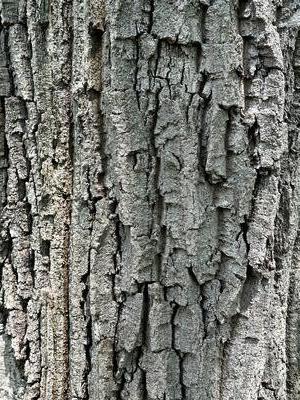Quercus montana (form. Q. prinus) - Chestnut Oak from Pleasant Run Nursery