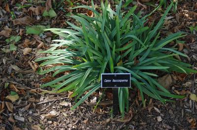 Carex flaccosperma - Sedge- Blue Wood from Pleasant Run Nursery