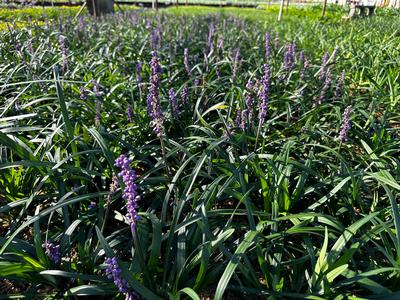 Liriope muscari 'Purple Explosion' - Lilyturf Royal Purple from Pleasant Run Nursery