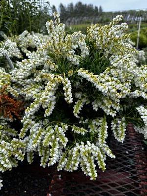 Pieris japonica 'Prelude' - Japanese Andromeda from Pleasant Run Nursery