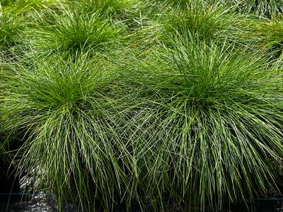 Deschampsia flexuosa - Crinkled Hair Grass from Pleasant Run Nursery