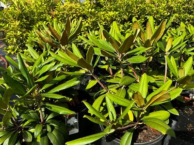 Rhododendron maximum - Rosebay Rhododendron from Pleasant Run Nursery