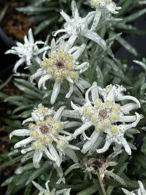 Leontopodium alpinium 'Blossom of Snow' - Edelweiss from Pleasant Run Nursery