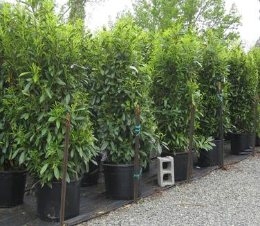 Prunus laurocerasus Schipkaensis