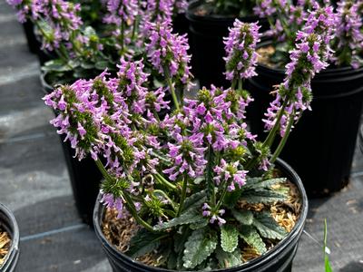 Stachys minima - Dwarf Betony from Pleasant Run Nursery