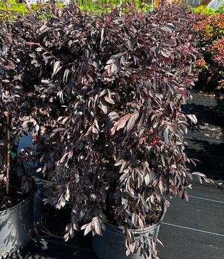 Loropetalum chinensis 'Daruma' - Chinese Fringe from Pleasant Run Nursery