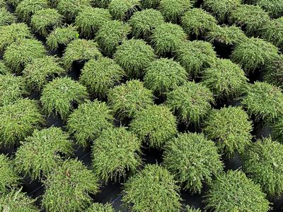 Thymus serpyllum 'Pink Chintz' - Thyme from Pleasant Run Nursery