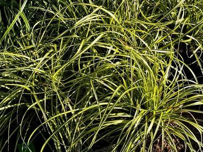 Carex oshimensis 'Eversheen' - from Pleasant Run Nursery