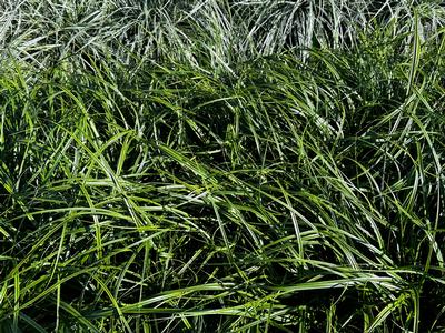 Carex oshimensis 'Everlime' - from Pleasant Run Nursery