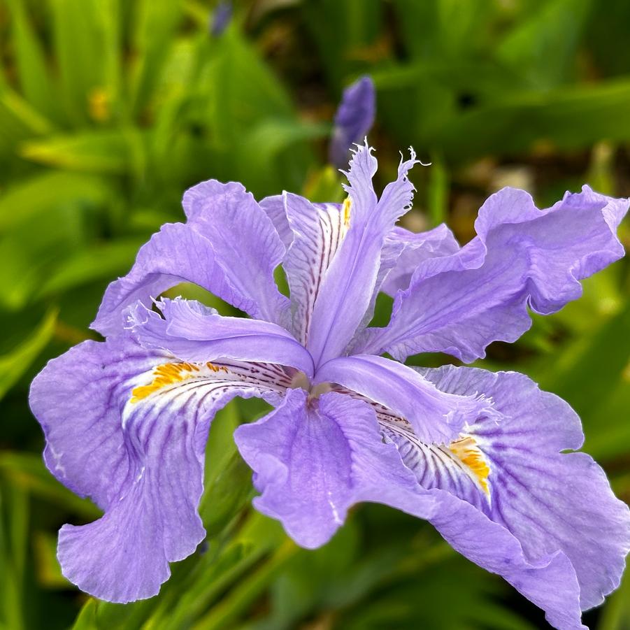 Iris x ampliflora 'Ming Treasure' - Ampliflora Iris from Pleasant Run Nursery