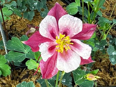 Aquilegia Kirigami 'Rose & Pink' - Columbine from Pleasant Run Nursery