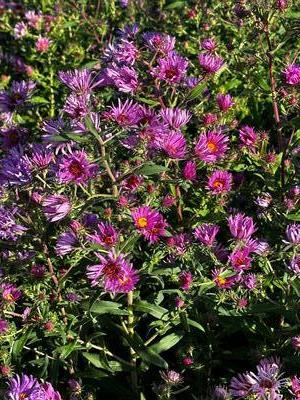 Aster novae-angliae - New England Aster from Pleasant Run Nursery