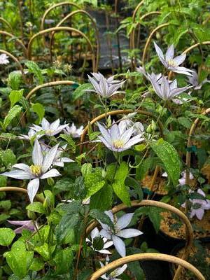 Clematis Samaritan Jo™ - Clematis from Pleasant Run Nursery