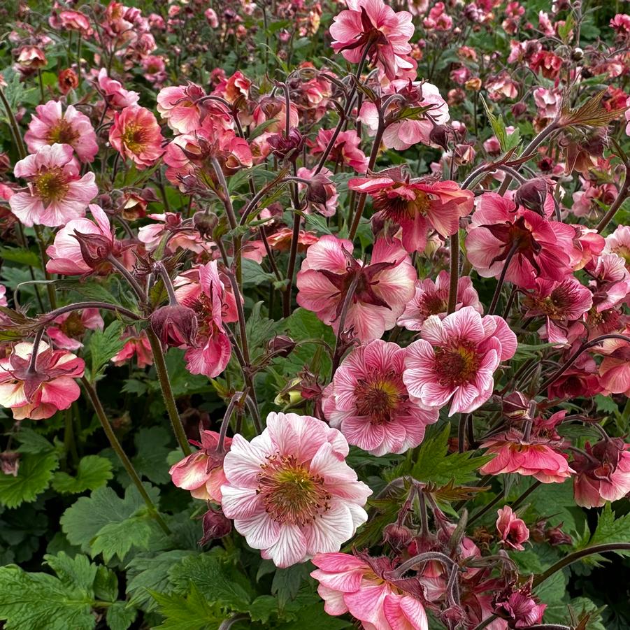 Geum x 'TEMPO Rose' - Avens from Pleasant Run Nursery