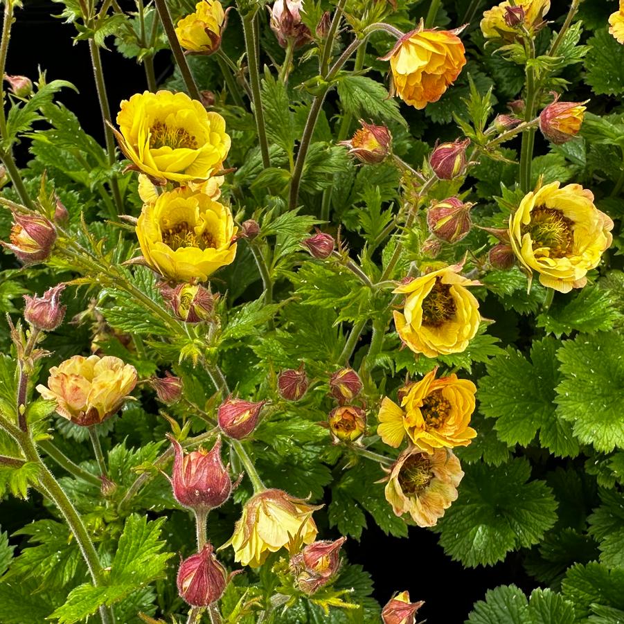 Geum x 'TEMPO Yellow' - Avens from Pleasant Run Nursery