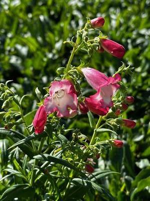 Penstemon x 'Flock of Flamingos' - Beardtongue from Pleasant Run Nursery