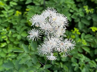 Thalictrum aquilegifolium 'NIMBUS White' - Meadow Rue from Pleasant Run Nursery