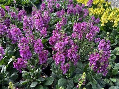 Verbascum x 'Royalty' - Mullein from Pleasant Run Nursery