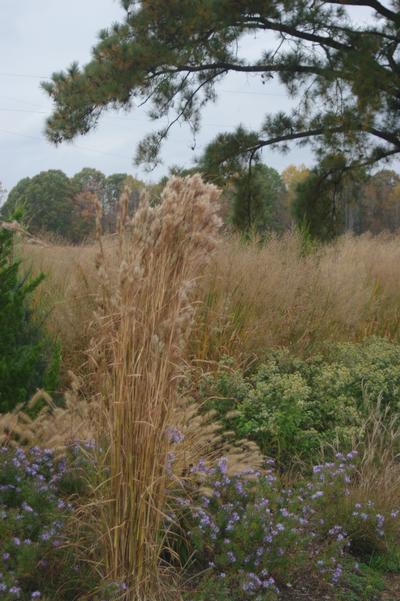 Andropogon glomeratus - Bushy Bluestem from Pleasant Run Nursery