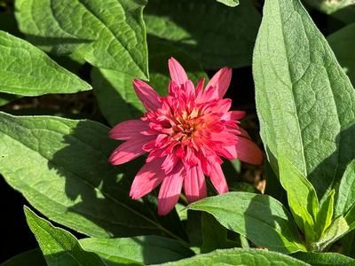 Echinacea purpurea 'Raspberry Truffle' - Coneflower from Pleasant Run Nursery