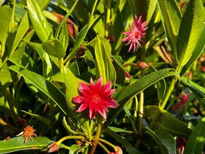 Illicium x 'Scorpio' - Anise from Pleasant Run Nursery