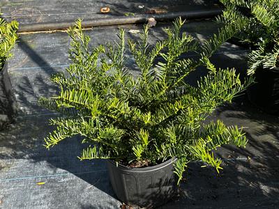 Cephalotaxus harringtonia 'Fritz Huber' - Plum Yew from Pleasant Run Nursery