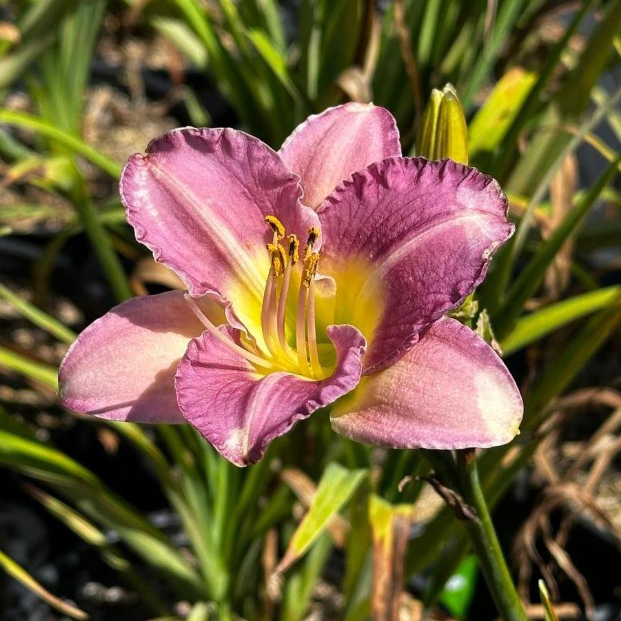 Hemerocallis Entrapment