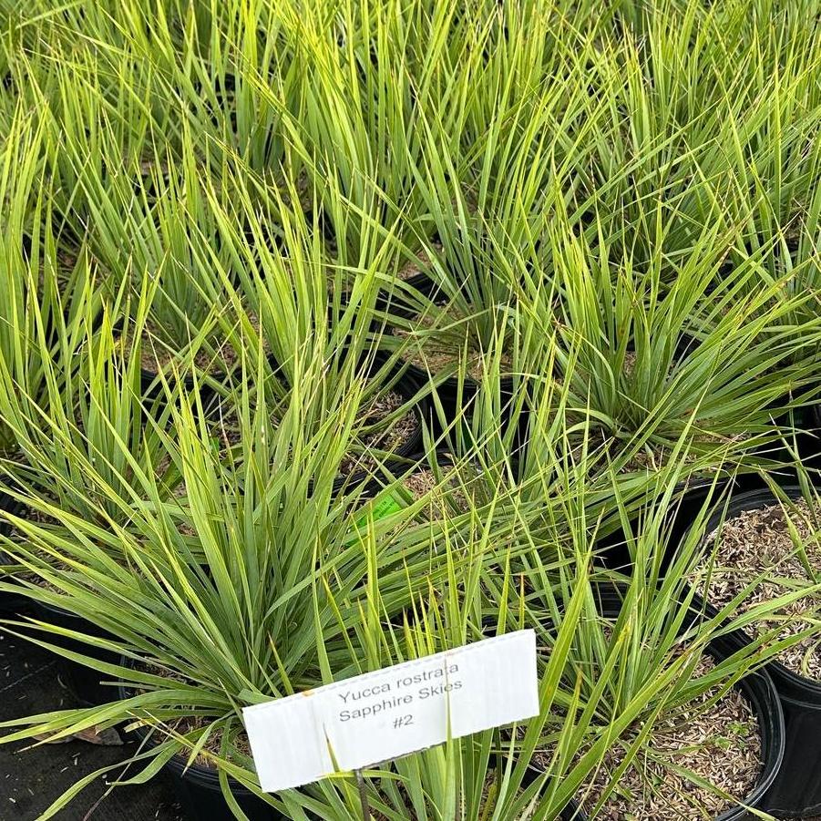 Yucca rostrata 'Sapphire Skies' - Yucca from Pleasant Run Nursery
