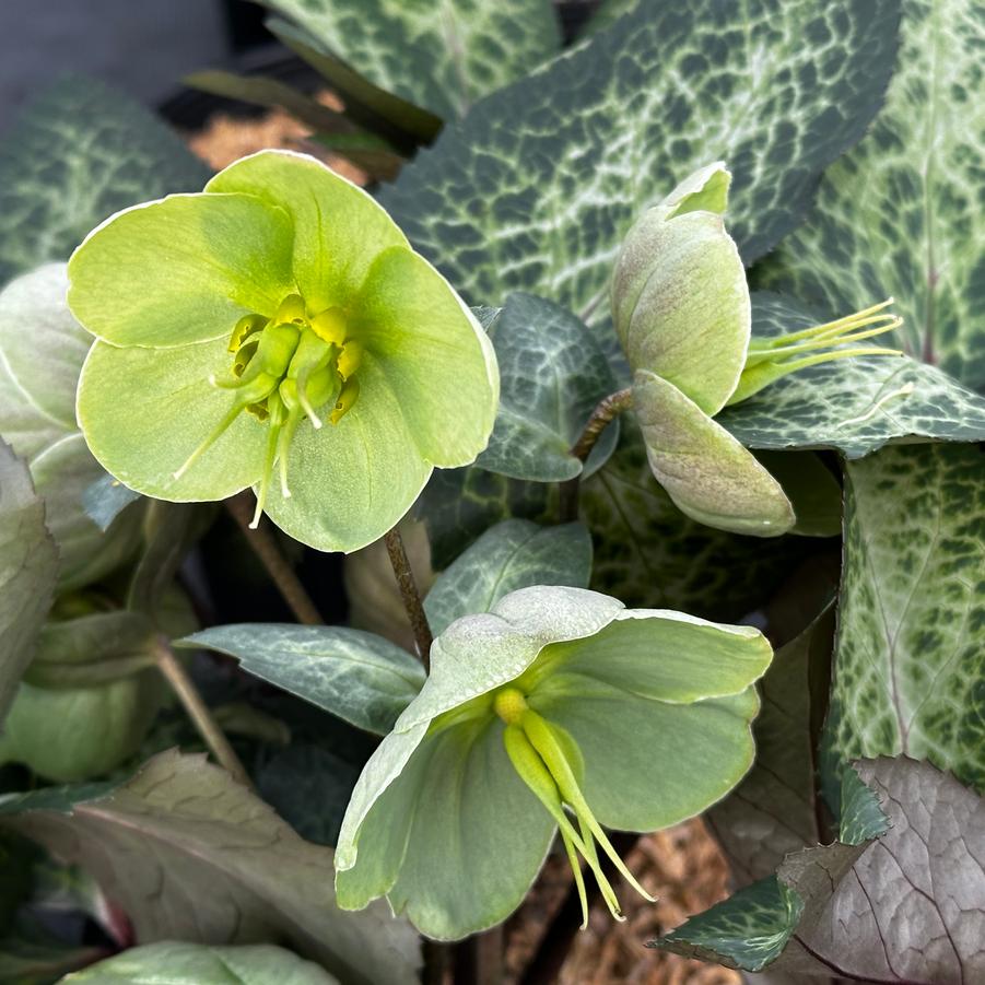 Helleborus x 'Frostkiss Illumi Lime' - Christmas Rose from Pleasant Run Nursery