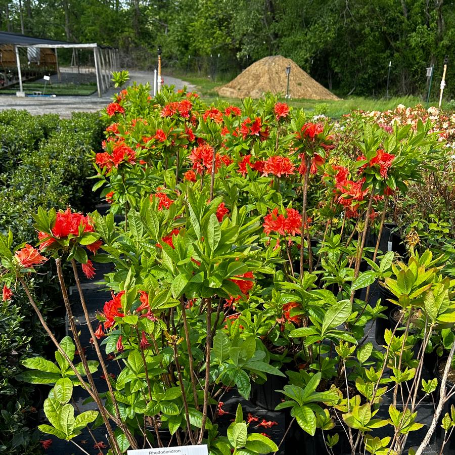 Rhododendron 'Mandarin Lights' - Deciduous Azalea from Pleasant Run Nursery