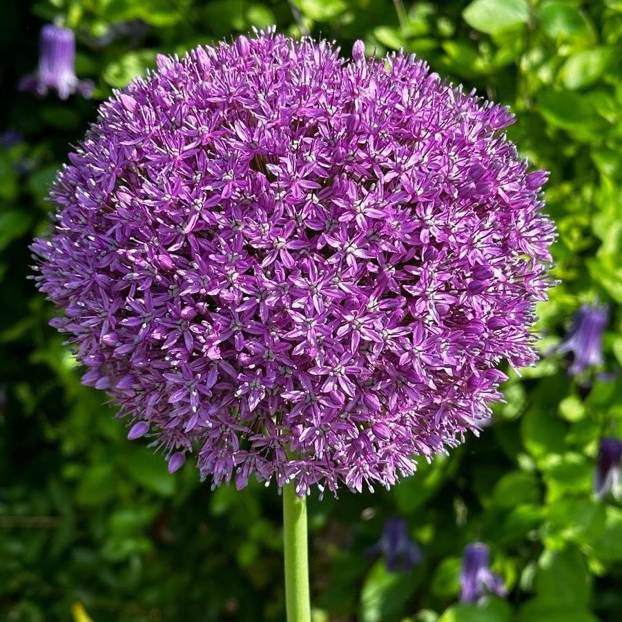 Allium x Gladiator
