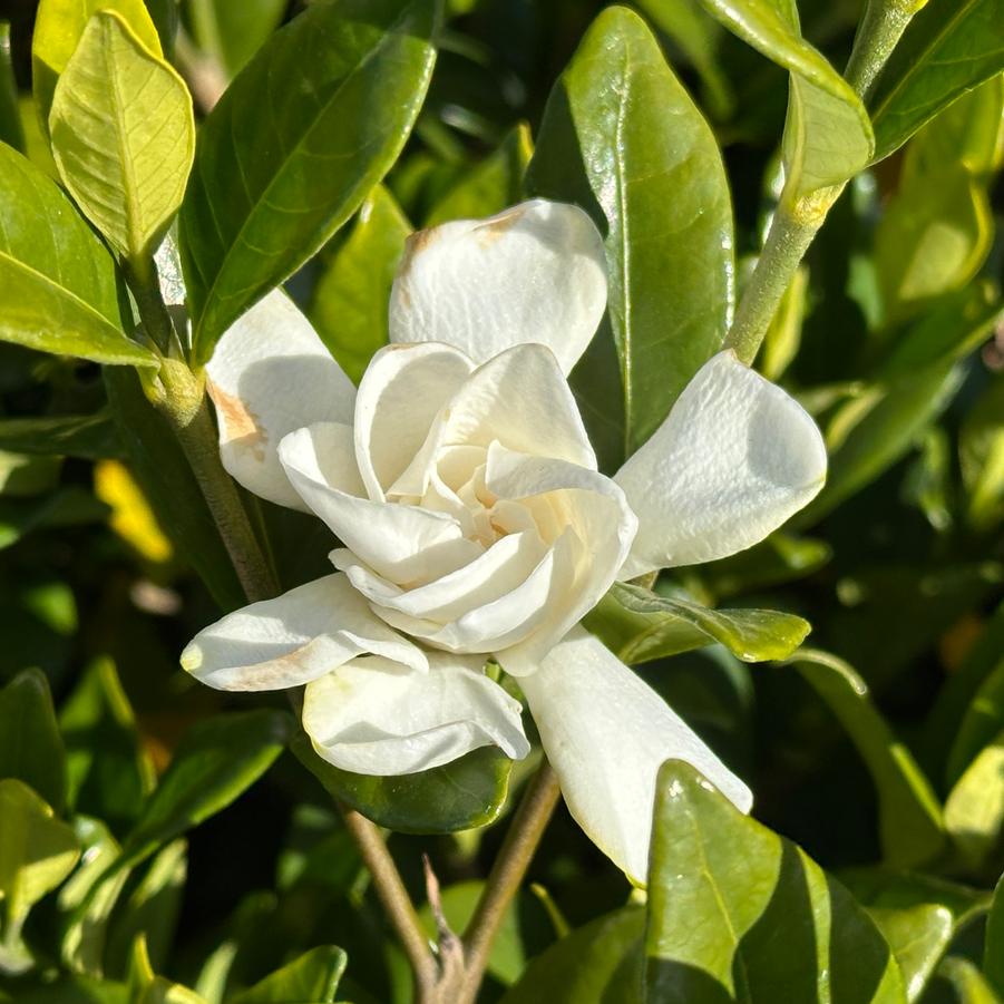 Gardenia jasminoides Pillow Talk®