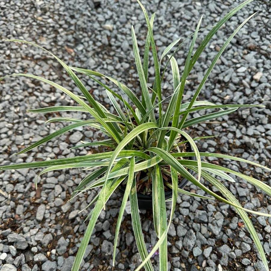 Liriope spicata Silver Dragon