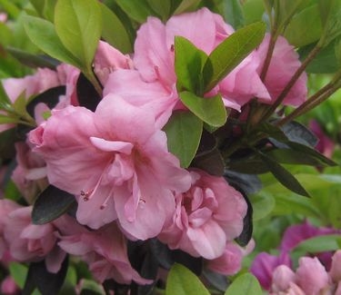 Rhododendron Rosebud