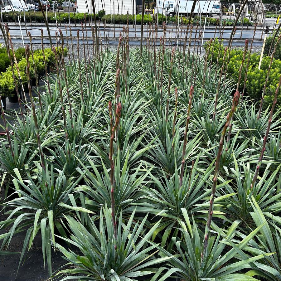 Yucca filamentosa Silver Anniversary