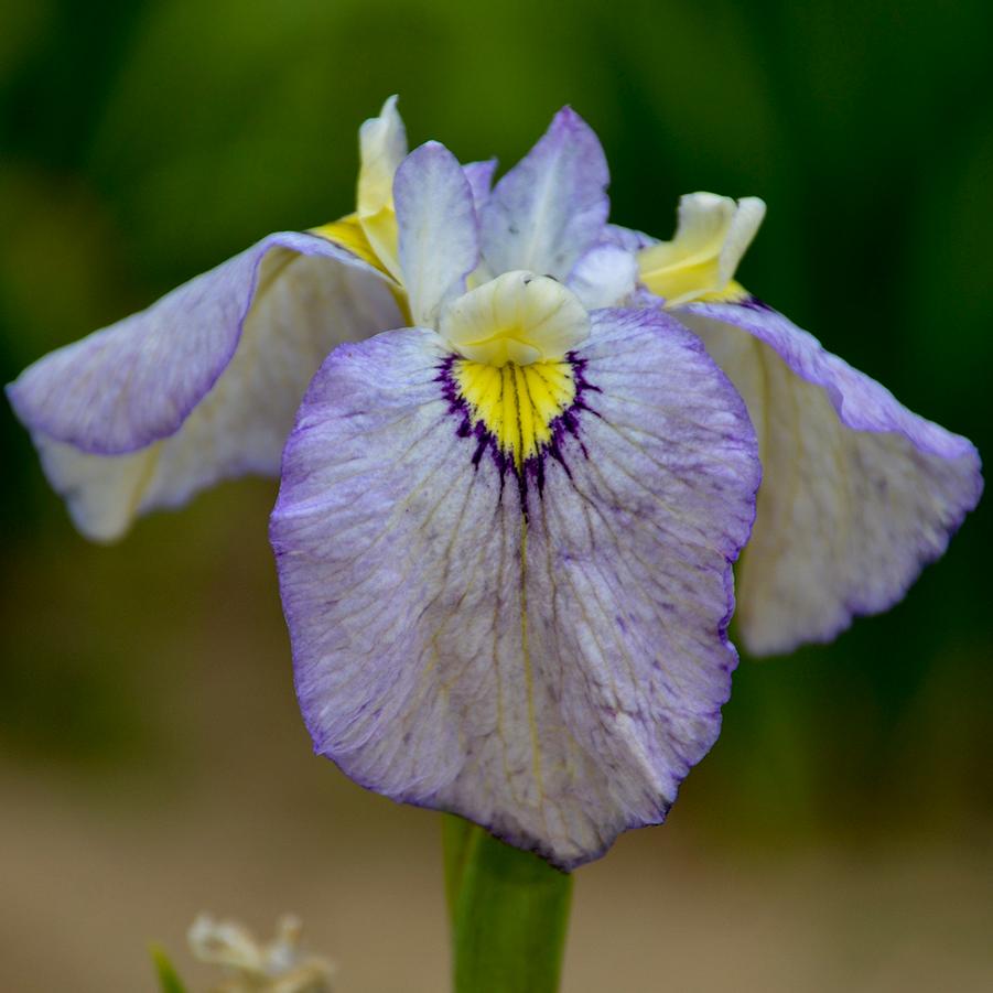 Iris pseudata Tsukiyono