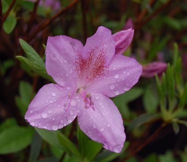 Rhododendron yedoense var. poukhanense - Korean Azalea