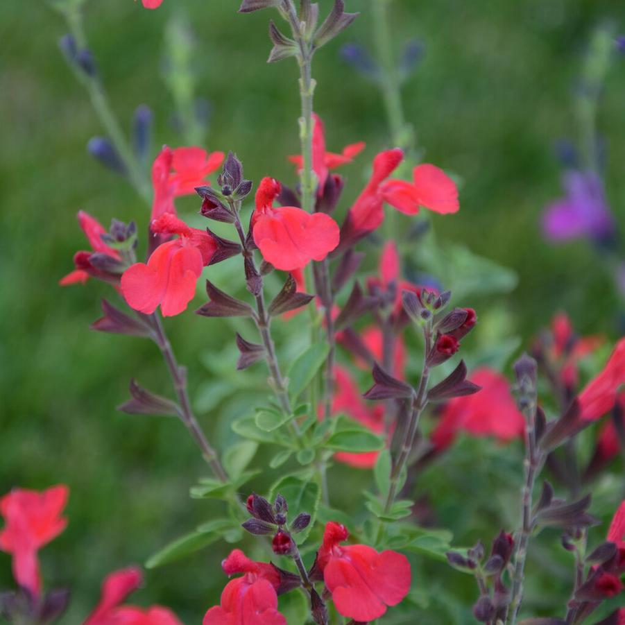 Salvia x Arctic Blaze� Red - Hybrid Sage (Courtesy of Proven Winners)