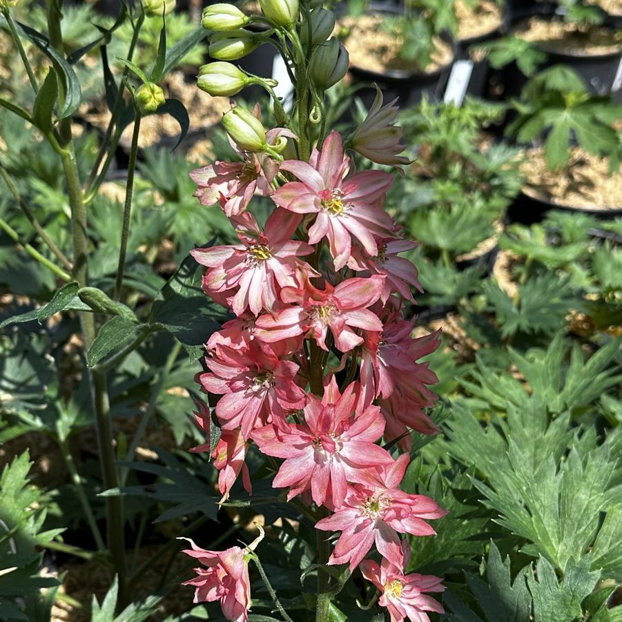 Delphinium x Red Lark