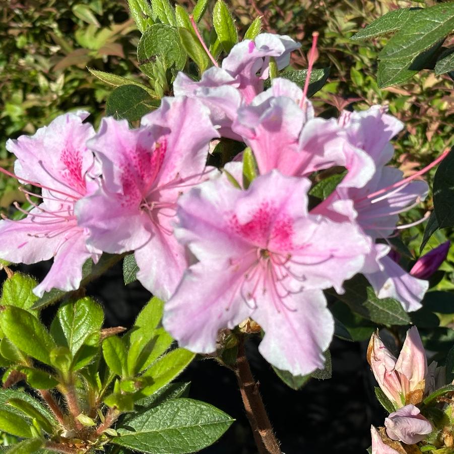 Rhododendron Encore® Autumn Twist®