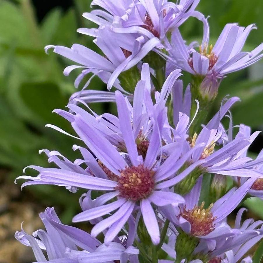 Aster laeve