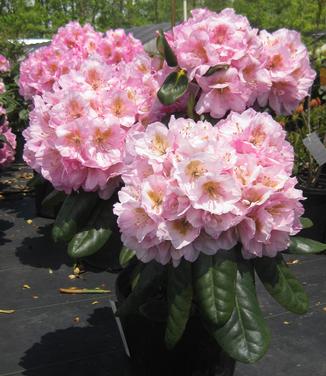 Rhododendron 'Scintillation'