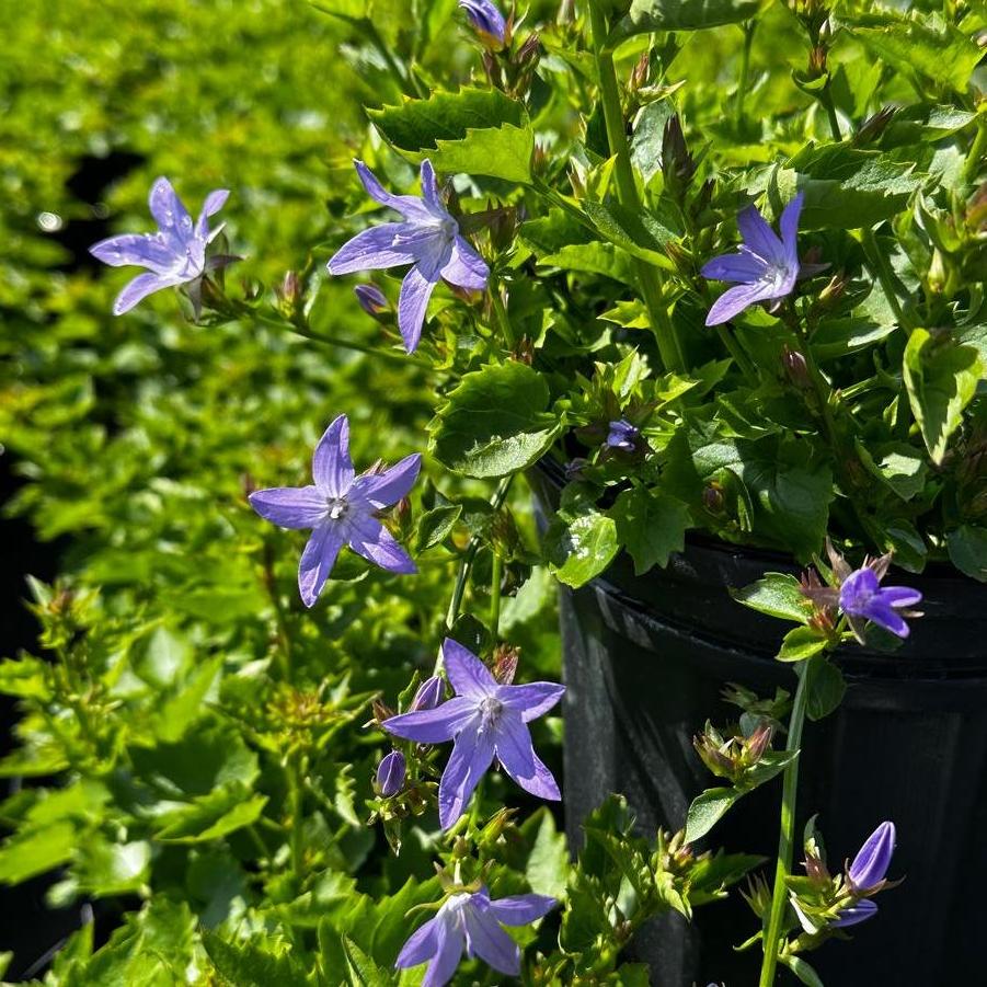 Campanula poscharskyana Blue Waterfall