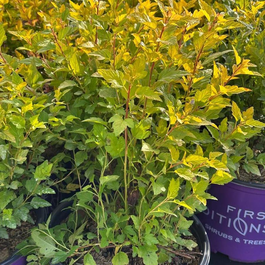 Physocarpus opulifolius 'Lucky Devil' - Ninebark from Pleasant Run Nursery